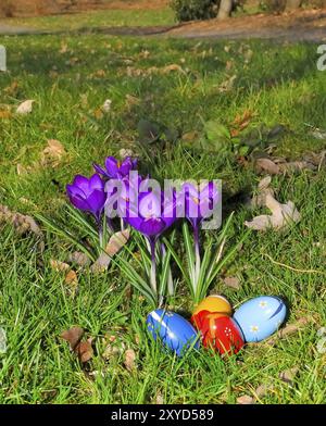 Crocus sur une pelouse avec des œufs de Pâques Banque D'Images