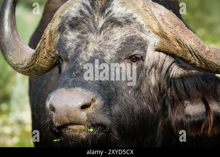 Buffalo du Cap (Syncerus caffer caffer) gros plan sur la tête et le visage et les cornes de ce grand animal sauvage de safari en Afrique du Sud Banque D'Images