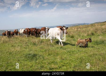 Une chèvre pygmée dirige un groupe de vaches Shorthorn sur des pâturages près de Curber Edge dans le Peak District Banque D'Images