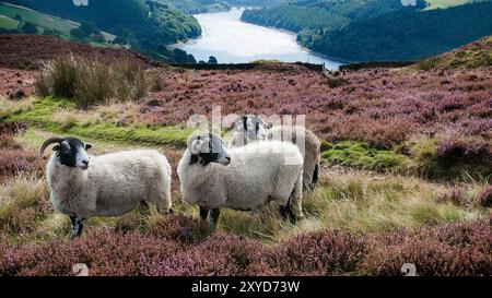 Trois brebis Swaledale sur des terres agricoles dans la vallée du Haut Derwent, parc national de Peak District Banque D'Images