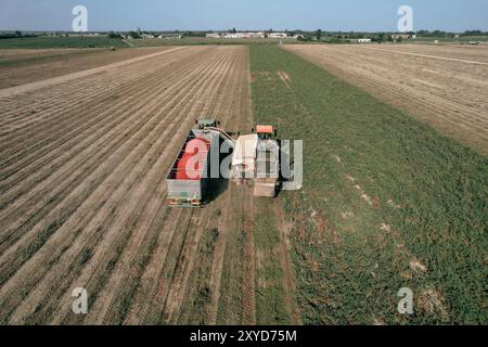 Vue aérienne d'une récolteuse de tomates déchargeant des tomates fraîchement cueillies dans une remorque de camion. Alseno, Piacenza, Emilia, Italie Banque D'Images