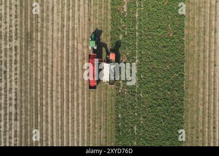 Vue aérienne d'une récolteuse de tomates déchargeant des tomates fraîchement cueillies dans une remorque de camion. Alseno, Piacenza, Emilia, Italie Banque D'Images