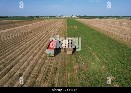 Vue aérienne d'une récolteuse de tomates déchargeant des tomates fraîchement cueillies dans une remorque de camion. Alseno, Piacenza, Emilia, Italie Banque D'Images