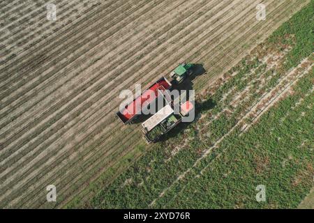 Vue aérienne d'une récolteuse de tomates déchargeant des tomates fraîchement cueillies dans une remorque de camion. Alseno, Piacenza, Emilia, Italie Banque D'Images