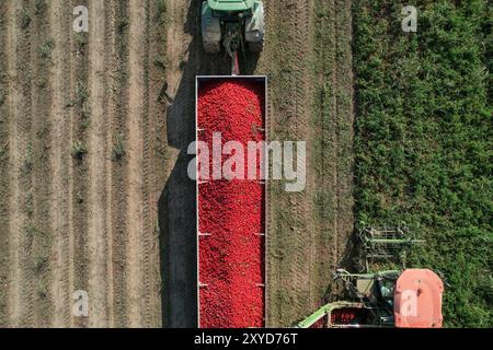 Vue aérienne d'une récolteuse de tomates déchargeant des tomates fraîchement cueillies dans une remorque de camion. Alseno, Piacenza, Emilia, Italie Banque D'Images