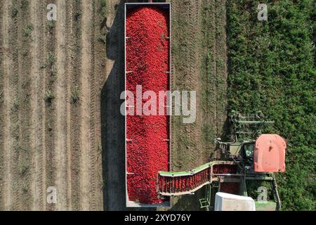 La récolte industrielle de tomates est en cours avec une moissonneuse-batteuse déchargeant sa générosité dans une remorque de tracteur en attente. Alseno, Piacenza, Emilia, Italie Banque D'Images