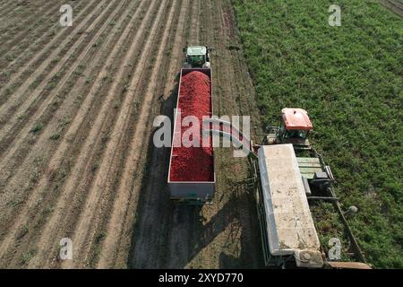 Vue aérienne d'une récolteuse de tomates déchargeant des tomates fraîchement cueillies dans une remorque de camion. Alseno, Piacenza, Emilia, Italie Banque D'Images