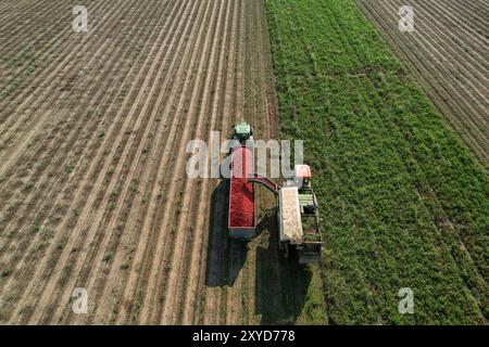 Vue aérienne d'une récolteuse de tomates déchargeant des tomates fraîchement cueillies dans une remorque de camion. Alseno, Piacenza, Emilia, Italie Banque D'Images