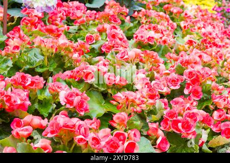 Close up begonia fleur dans le jardin Banque D'Images