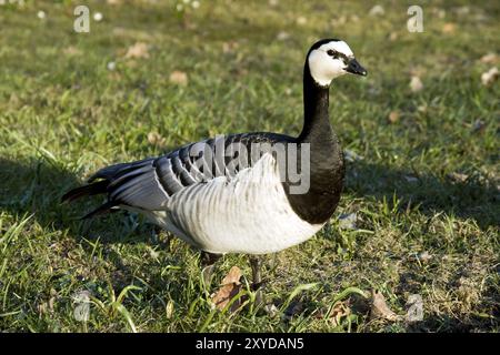 Weisswangengans, Branta leucopsis, Barnacle Goose Banque D'Images