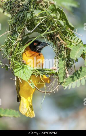 Un tisserand masqué jaune est assis sur un nid incomplet qu'il construit dans un arbre d'acacia à partir de brins d'herbe verts frais Banque D'Images