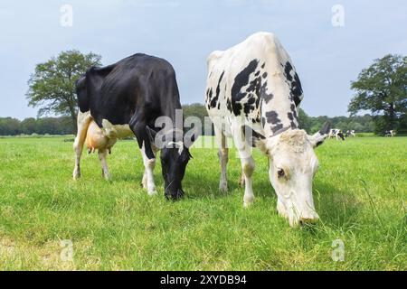 Deux hollandais traire les vaches mangent de l'herbe en pâturage vert Banque D'Images