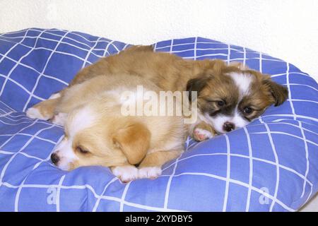 Deux petits chiots sont couchés ensemble dans leur panier Banque D'Images