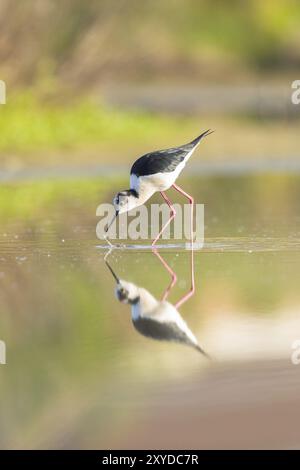 Black winged stilt se reflétant dans un étang Banque D'Images