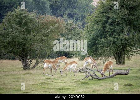 Un groupe d'Antelope de Lechwe rouge qui se nourrit Banque D'Images