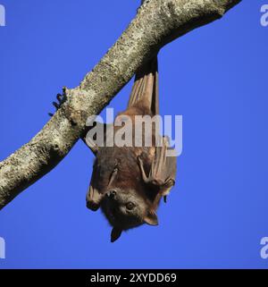 Batte symbole Halloween. Le renard volant a également appelé chauve-souris aux fruits. Animal sauvage vivant en Australie Banque D'Images