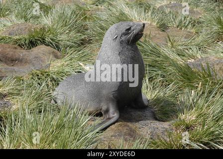 Un jeune Géorgie du Sud (Arctocephalus gazella) dans l'herbe, à droite la baie des baleines, la Géorgie du Sud Banque D'Images