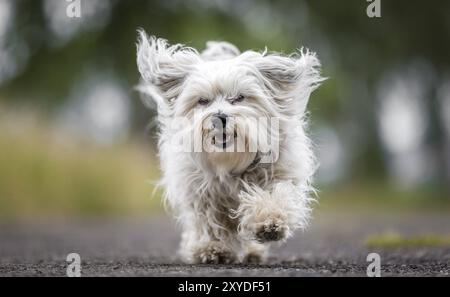 Un petit Havanais blanc laisse sa fourrure voler, le chien aux poils longs traverse une rue avec beaucoup de gaieté Banque D'Images