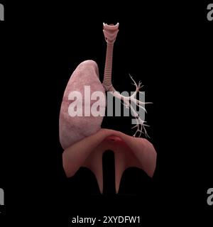 Rendu 3D des poumons humains avec arbre respiratoire et diaphragme Banque D'Images