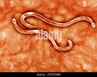 Vue microscopique de l'ankylostome. L'ankylostome est un nématode parasite qui vit dans l'intestin grêle de son hôte, qui peut être un mammifère tel qu'un chien, Banque D'Images