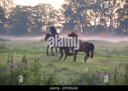 Chevaux ludiques sur les pâturages au lever du soleil en été Banque D'Images