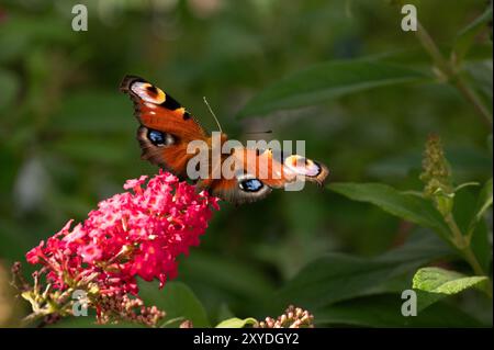 Papillon paon (Aglais io) sur les lilas d'été Banque D'Images