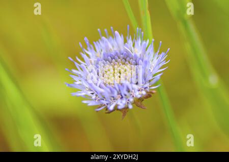 Fleur de Sandkoepfchen en Saxe.macro de Jasione montana Banque D'Images