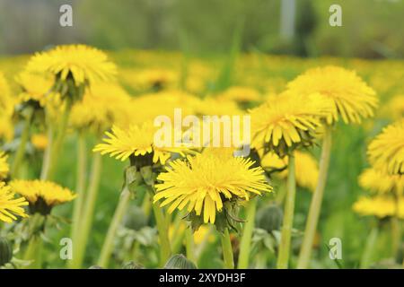 Fleurs de pissenlit sur une prairie printanière Banque D'Images