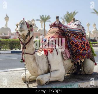 Équitation chameau dans une couverture lumineuse sur la rue ensoleillée de Sharm El Sheikh Egypte Banque D'Images