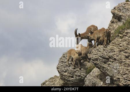 Bouillon alpin femelle avec bébés. Animal sauvage vivant haut dans les Alpes Banque D'Images