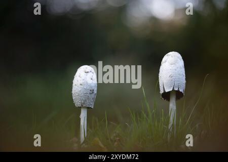 Bouchon d'encre Shaggy (Coprinus comatus), deux fructifications à la lumière du soleil du soir, Velbert, Rhénanie du Nord-Westphalie, Allemagne, Europe Banque D'Images