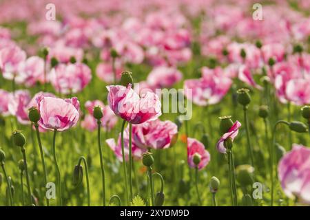 Pavot à opium (Papaver somniferum), culture en Allemagne, champs de pavot à opium Banque D'Images