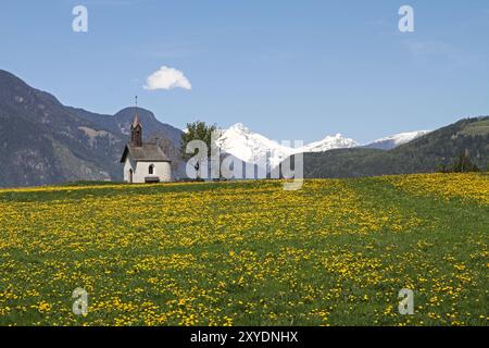 Le pissenlit prairie Banque D'Images