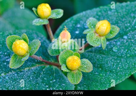 Bourgeons floraux du moût de John à grandes fleurs (Hypericum patulum) avec rosée matinale, Rhénanie-du-Nord-Westphalie, Allemagne, Europe Banque D'Images