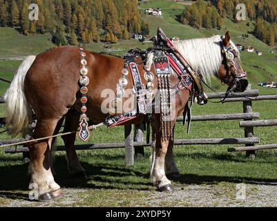 Cheval Haflinger Banque D'Images