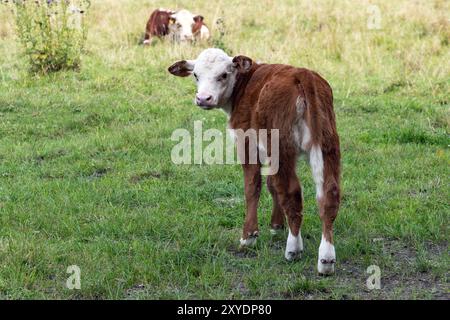 Bébé vache se tient dans le pâturage et regarde autour Banque D'Images