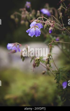 Géranium des prairies. Géranium fleuri avec fleurs lilas parmi l'herbe. Plante médicinale. Prise de vue en soirée Banque D'Images