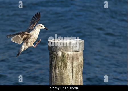 La jeune mouette atterrit sur un dauphin dans le port Banque D'Images