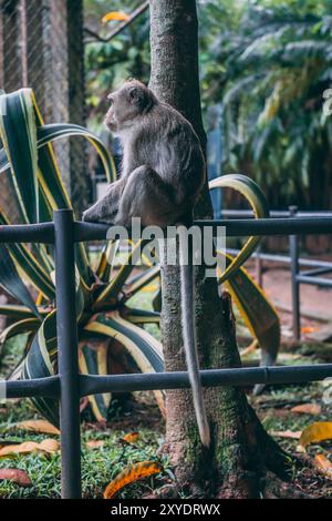 Singe gris assis sur une clôture métallique, observant attentivement ses environs Banque D'Images