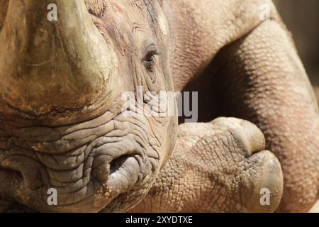 Gros plan d'un rhinocéros à lèvres crochet (Diceros bicornis) se relaxant sur le sol. Gros plan d'un rhinocéros à lèvres crochues (Diceros bicornis) relaxant sur t Banque D'Images