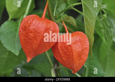 Cerise de vessie (Physalis alkekengi), stade de fructification, enveloppes de fruits rouges, Emsland, basse-Saxe, Allemagne, Europe Banque D'Images