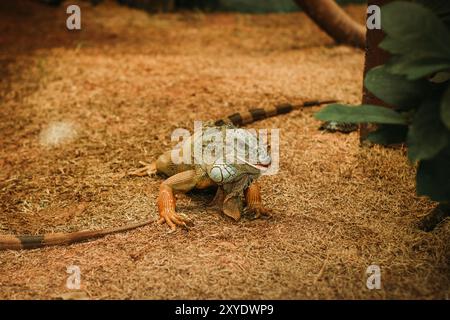 Gros plan d'un iguane Iguana se prélassant au soleil, mettant en valeur ses écailles vertes vibrantes et sa texture rugueuse. Ce reptile majestueux se mélange parfaitement avec l'esprit Banque D'Images