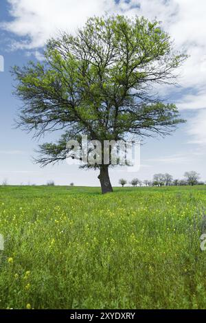 Paysage de printemps chêne vert solitaire sur un champ vert d'herbe luxuriante contre un fond de ciel bleu de rayons de soleil et de nuages blancs. Le concept d'ecolo Banque D'Images