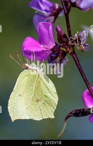 Citron papillon sur le haricot du casque Banque D'Images