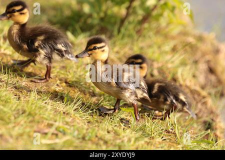 Trois petits canetons marchant sur l'herbe à côté d'un lac Banque D'Images