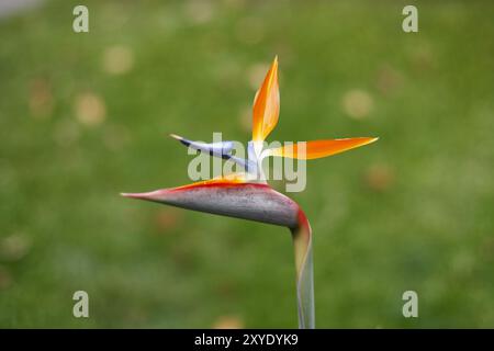 Photo d'une fleur de strelitzia vibrante devant un fond vert prise sur Gran Canaria Banque D'Images