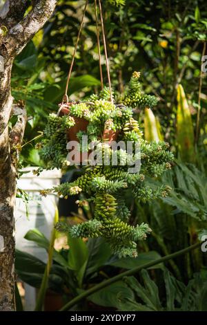 Magnifique jardinière succulente baignée de lumière du soleil, mettant en vedette un éventail de plantes succulentes vibrantes. Banque D'Images