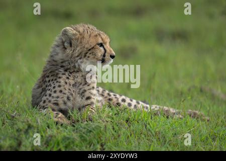 Guépard coule la tête sur l'herbe Banque D'Images