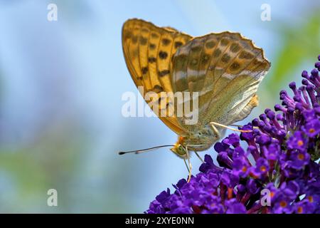 Manteau d'empereur sur le Butterfly Bush Banque D'Images