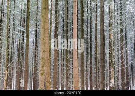Sapins en robe d'hiver, pays-Bas Banque D'Images
